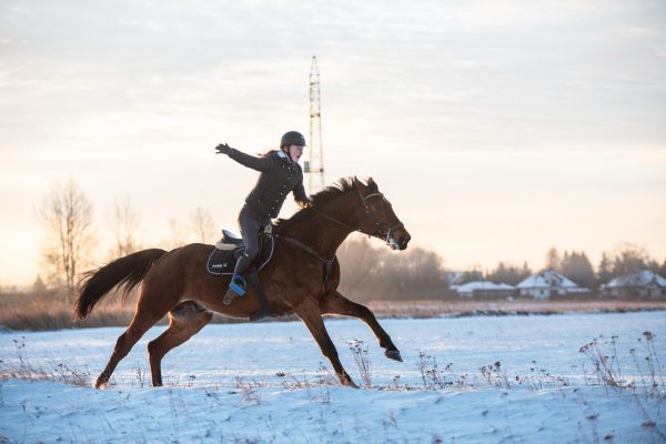 pensjonat dla koni Duży