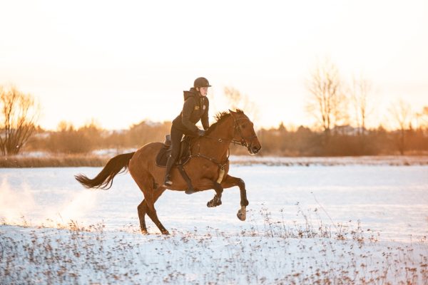 stajnia serbinowo Duży